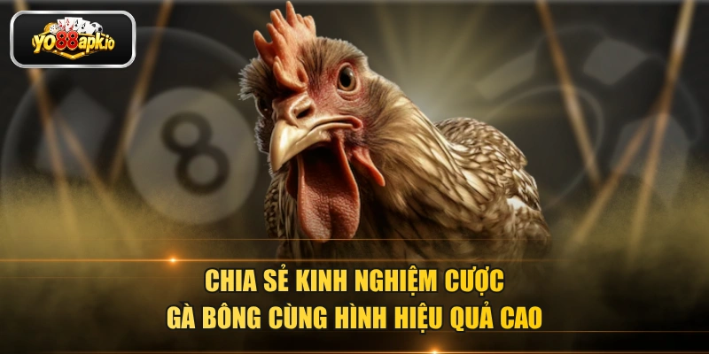 Chia sẻ kinh nghiệm cược gà bông cùng hình hiệu quả cao Chia sẻ kinh nghiệm cược gà bông cùng hình hiệu quả cao