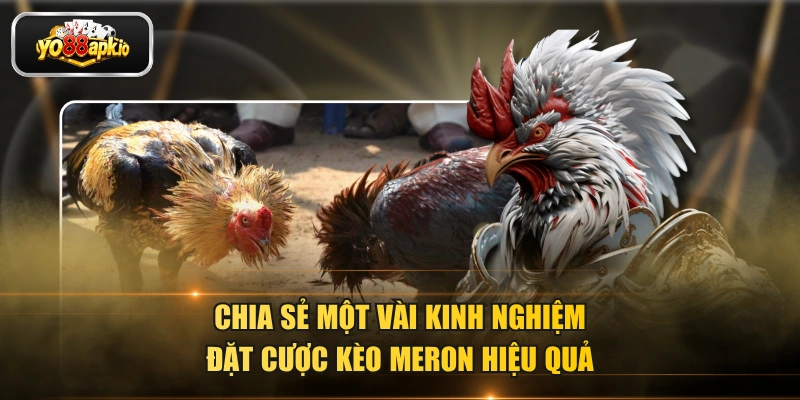 Chia sẻ một vài kinh nghiệm đặt cược kèo Meron hiệu quả Chia sẻ một vài kinh nghiệm đặt cược kèo Meron hiệu quả