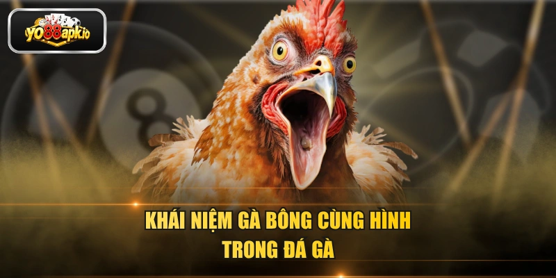 Khái niệm gà bông cùng hình trong đá gà Khái niệm gà bông cùng hình trong đá gà
