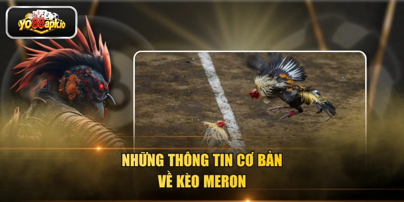 Những thông tin cơ bản về kèo Meron Những thông tin cơ bản về kèo Meron